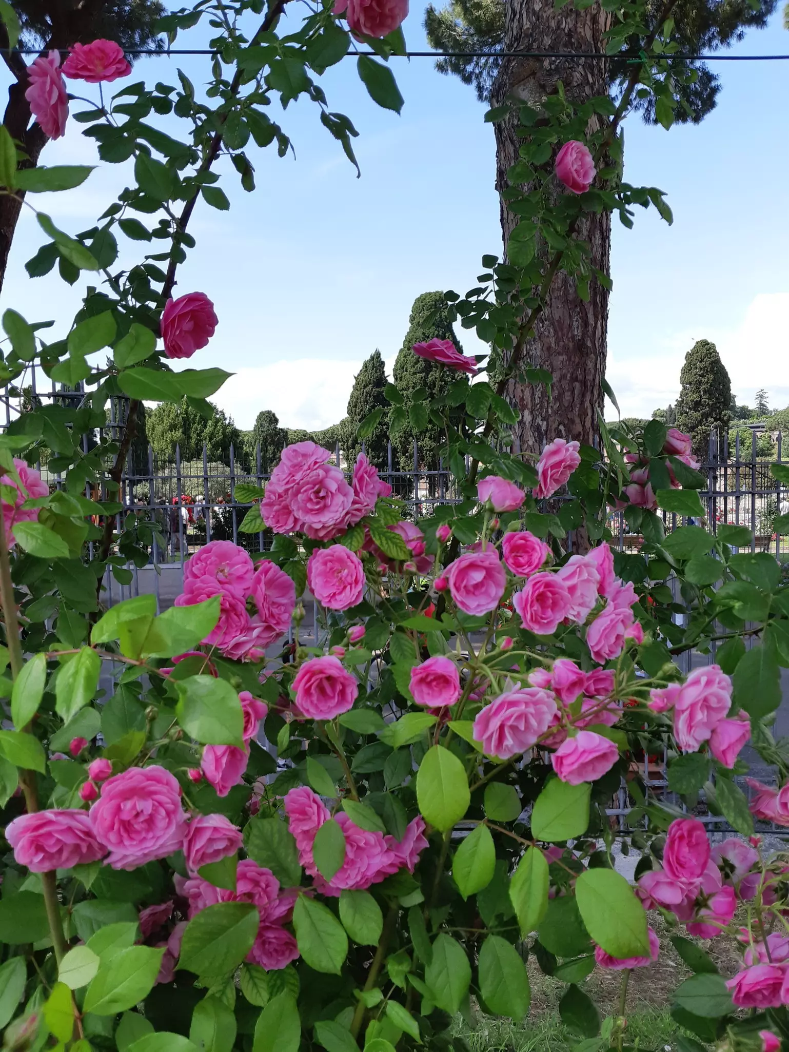 One of the countless rose species at Rome's Roseto Comunale.