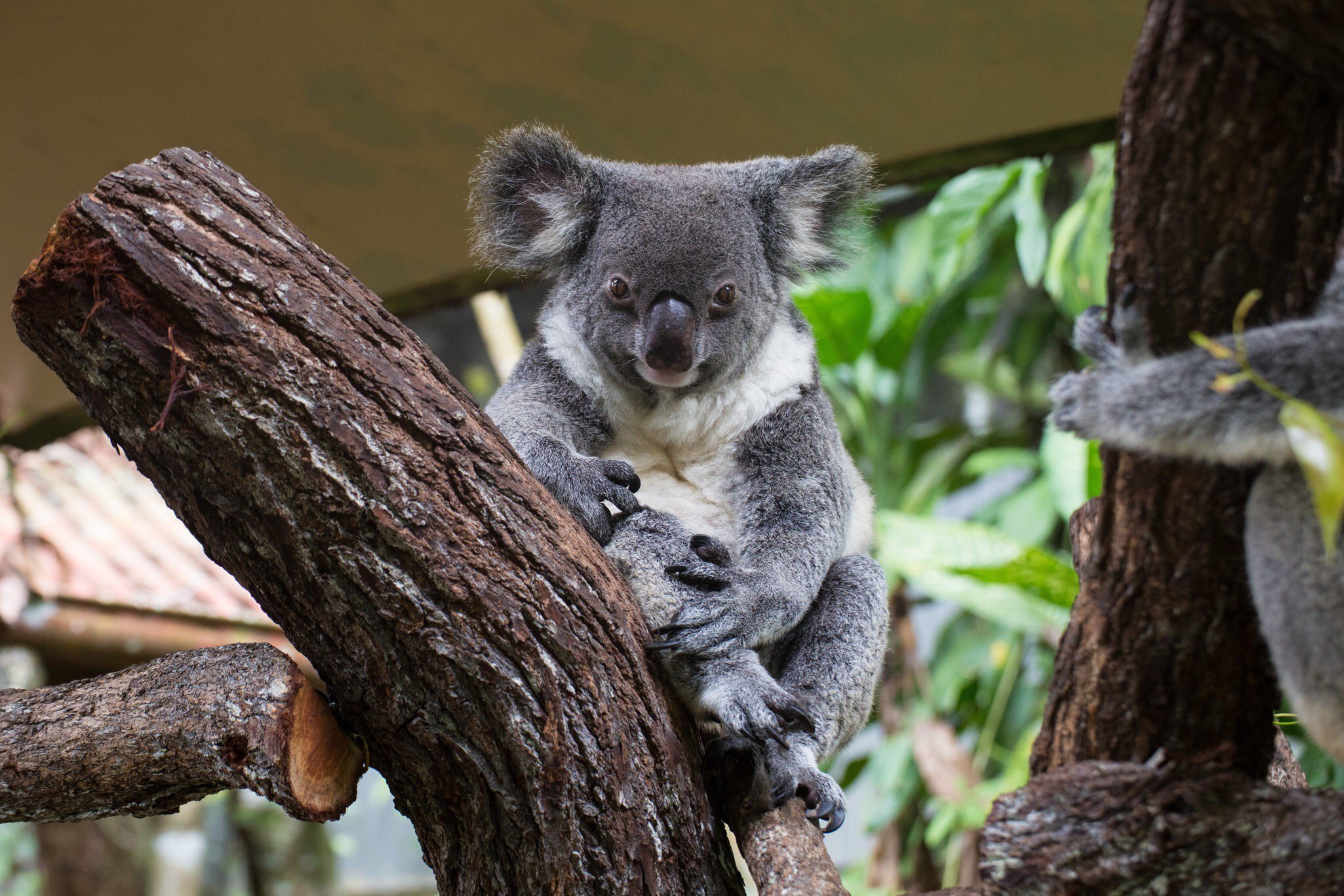 Close up of a Koala perched on a tree at the Kuranda Koala Gardens in Kuranda, Queensland, Australia.