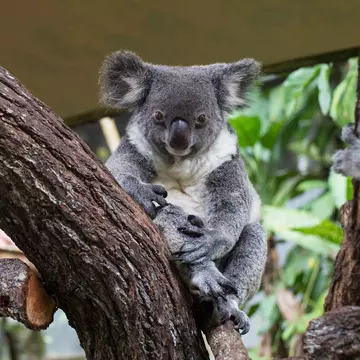 Close up of a Koala perched on a tree at the Kuranda Koala Gardens in Kuranda, Queensland, Australia.
