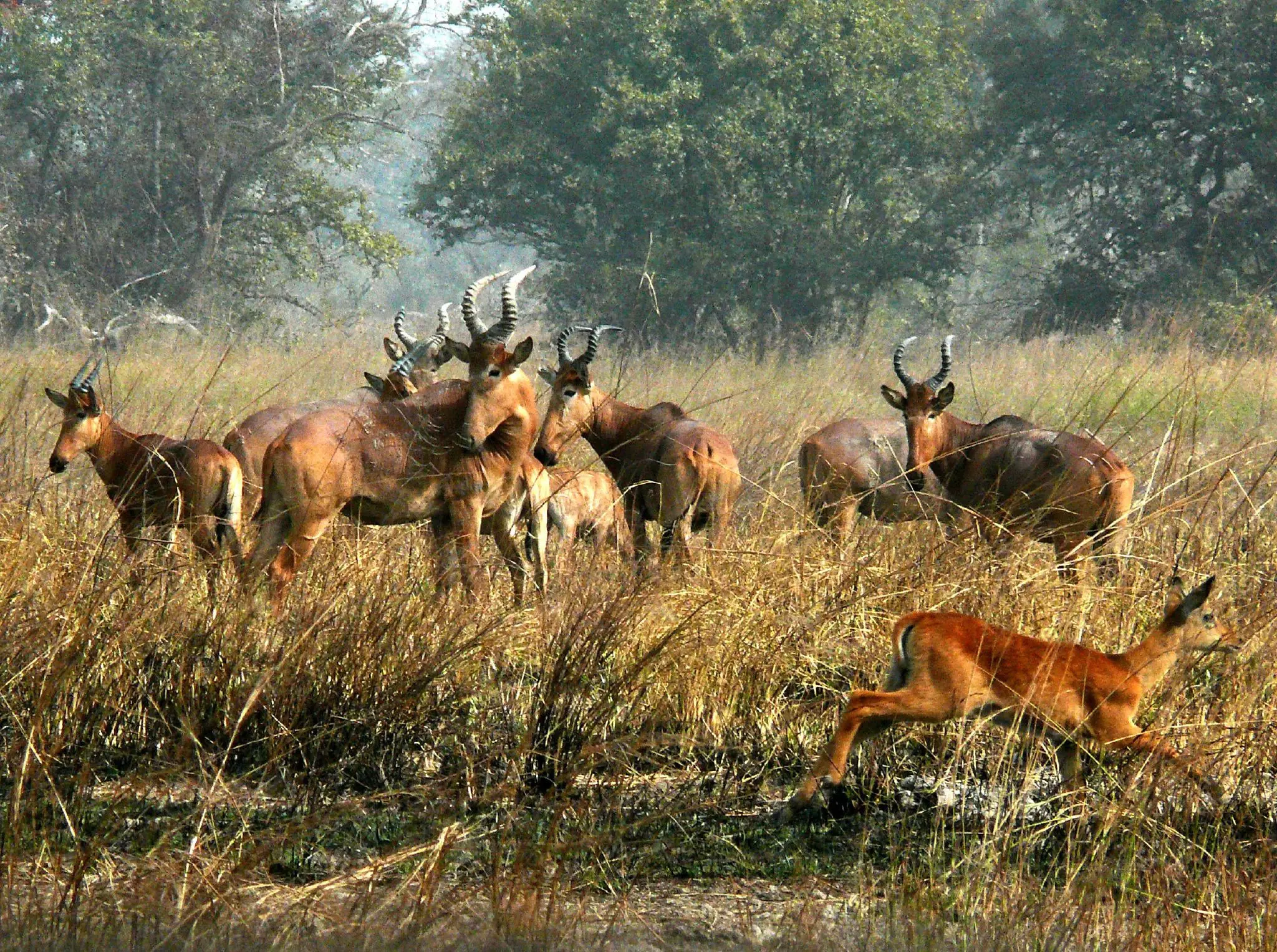 See wildlife up close and personal at Pendjari National Park © Themanwithsalthair / Getty Images