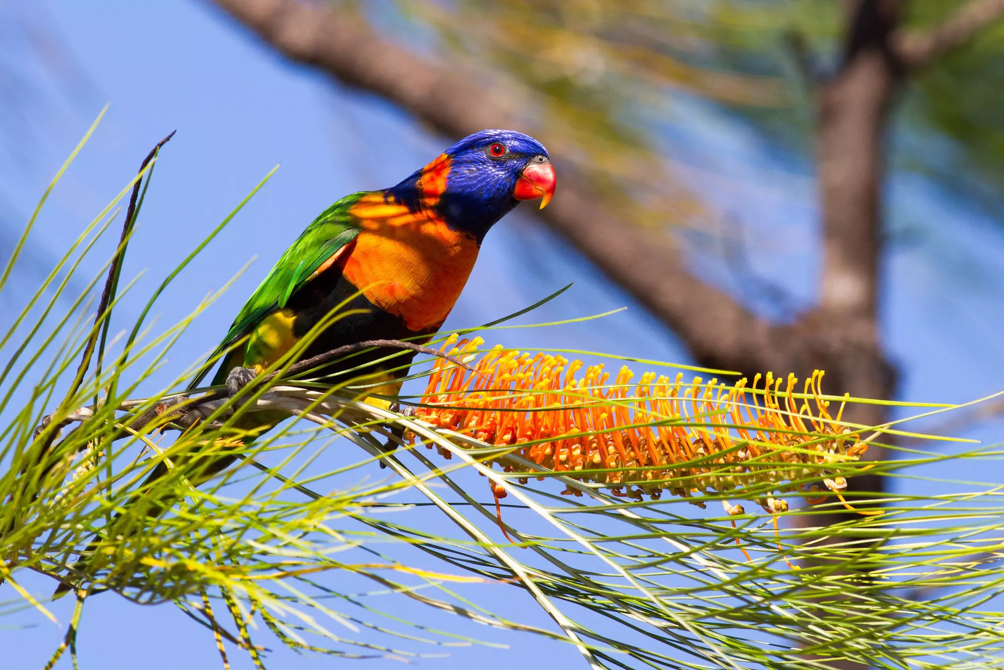 Red-collared lorikeet - a bird of blue, red, orange and green - on a brance