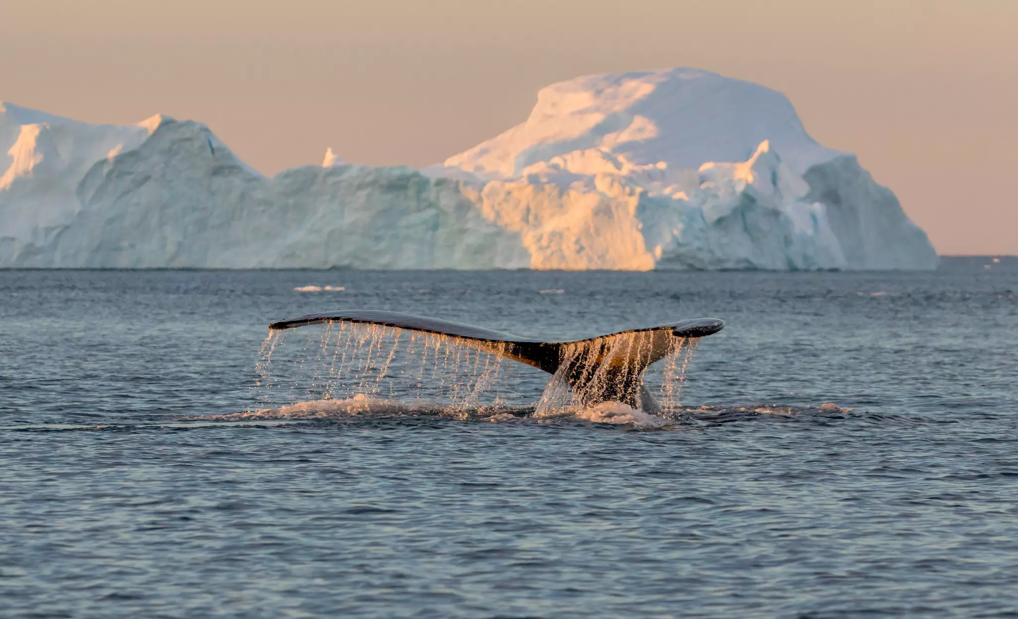 The tail of a humpback whale in front of an iceberg at Ilulissat Icefjord, Greenland.