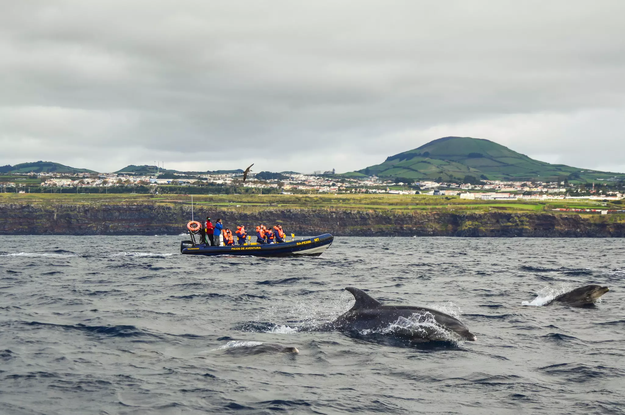 People in an inflatable boat watch dolphins surface off the water just off the coast of an island with rocky cliffs along its shore.