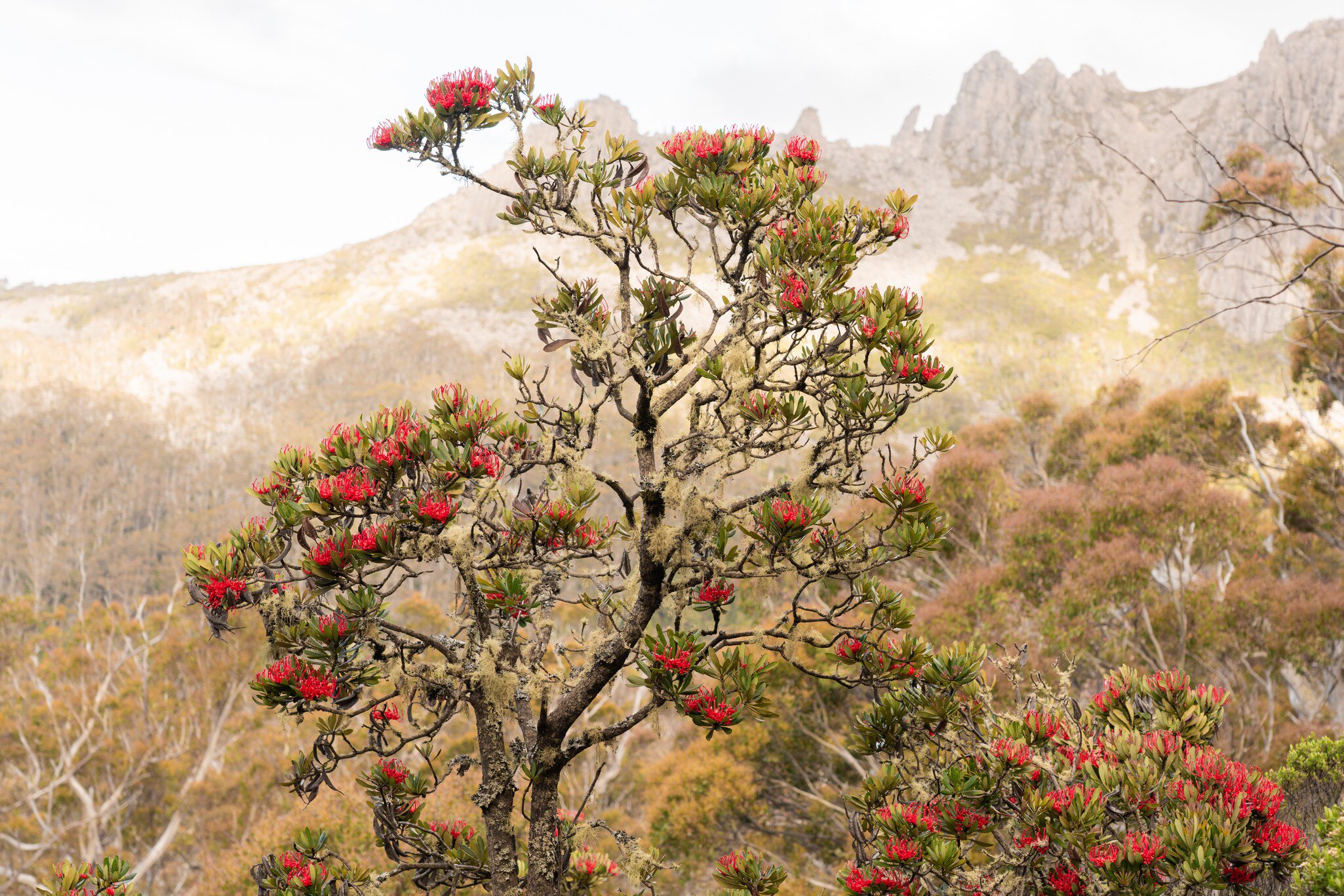 A closeup of Waratah flowering at Ben Lomond National Park, Tasmania, Australia.