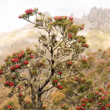 A closeup of Waratah flowering at Ben Lomond National Park, Tasmania, Australia.