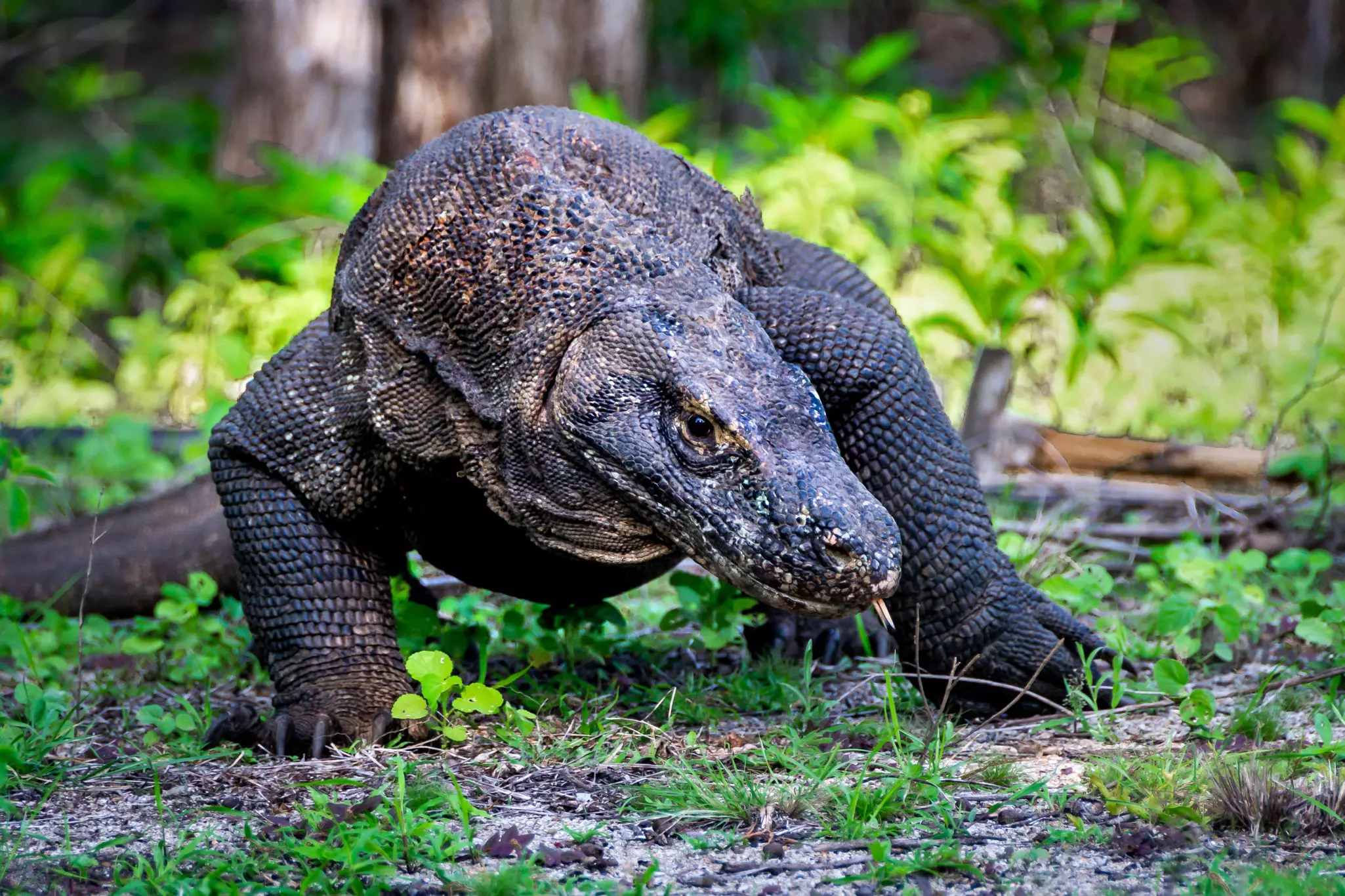 Komodo dragon on the grass at Komodo Island National Park.