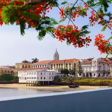 Red flame-tree blossoms frame colonial buildings and a domed tower on the Casco Viejo waterfront in Panama City