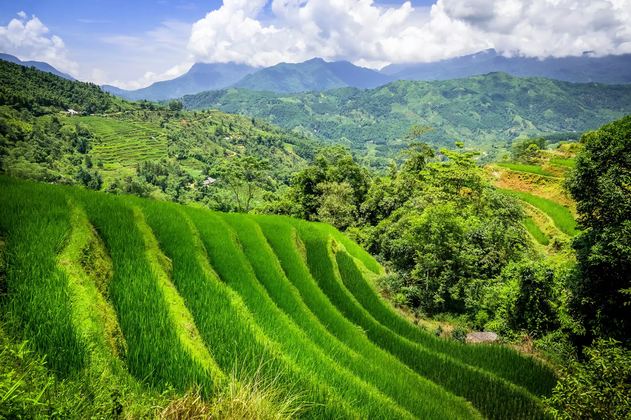 Landscape of Vietnam, terraced rice fields of Hoang Su Phi district