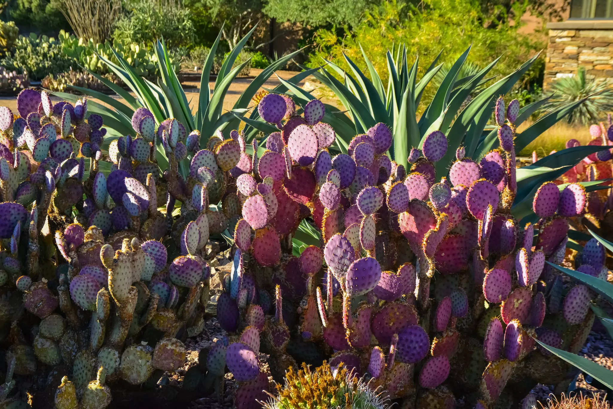 A group of Opuntia cacti in Phoenix's Desert Botanical Garden