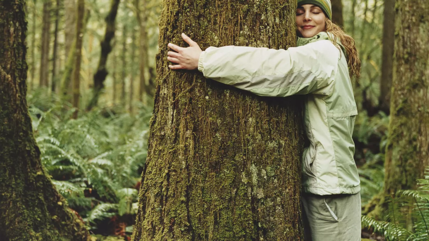 Iceland's forestry service is encouraging people to hug a tree to help combat feelings of loneliness and isolation Patrik Giardino/Getty Images