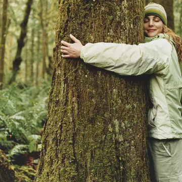 Iceland's forestry service is encouraging people to hug a tree to help combat feelings of loneliness and isolation Patrik Giardino/Getty Images