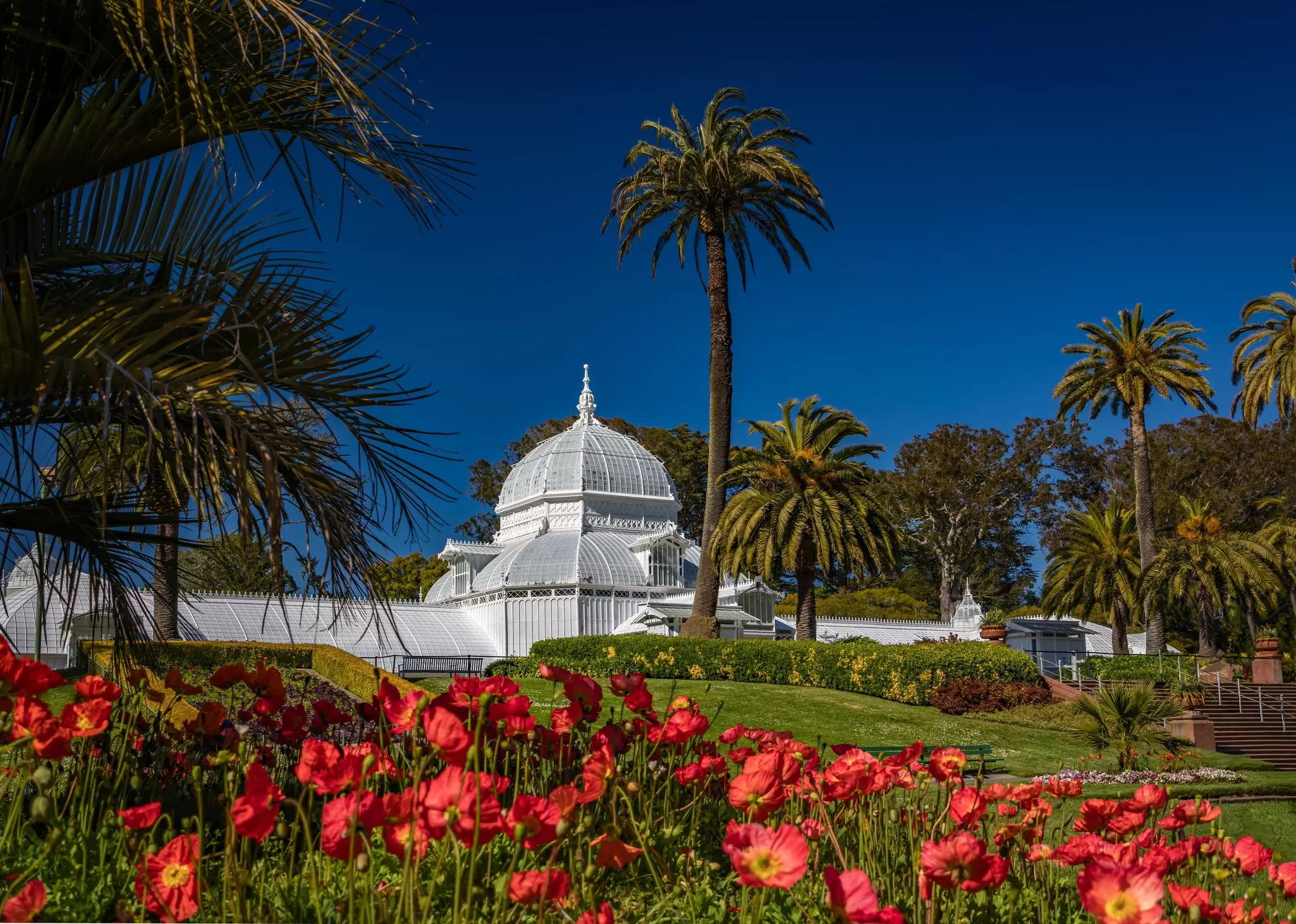 Red poppies and palm trees frame the white Conservatory of Flowers with a glass dome, the San Francisco Golden Gate Park on a sunny spring day. 