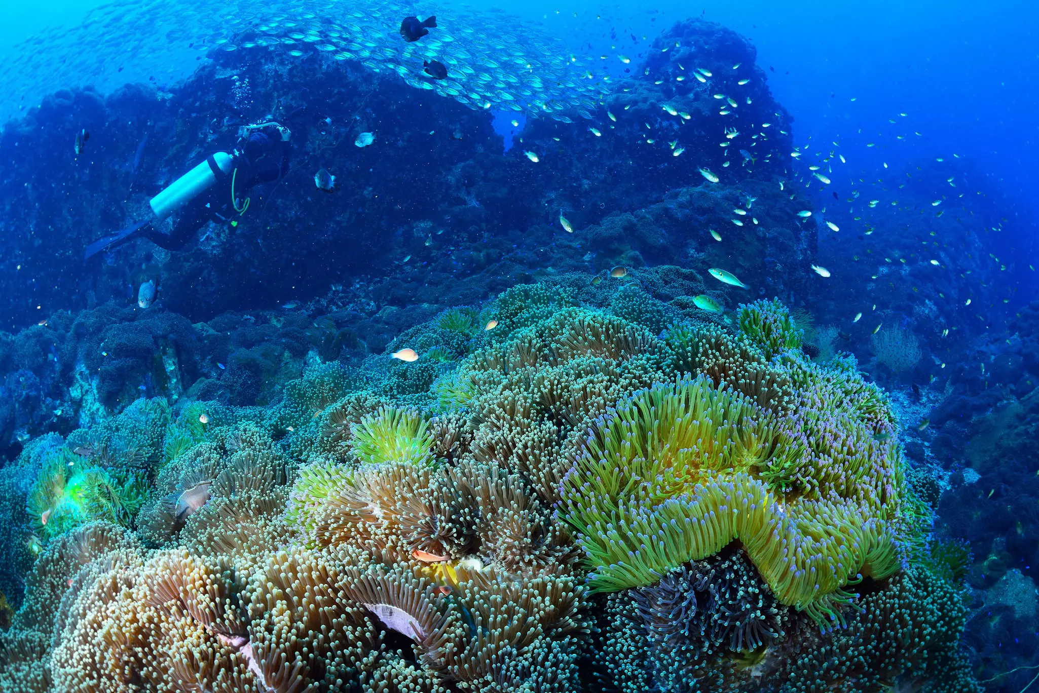 A diver swims among fish and colourful coral