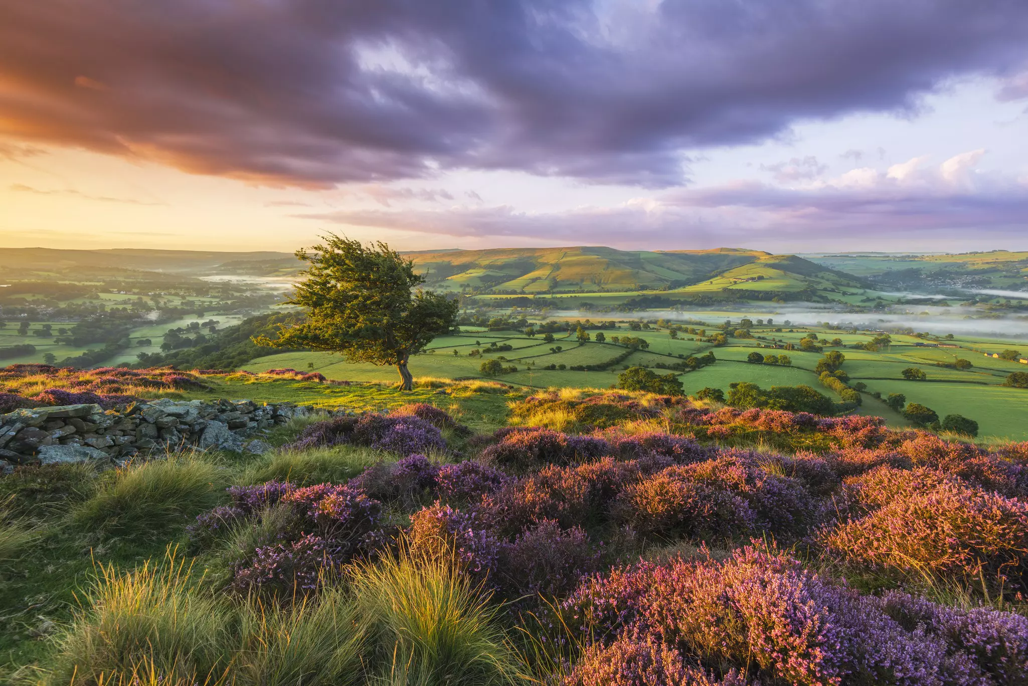 Rolling hills covered in purple heather at dawn