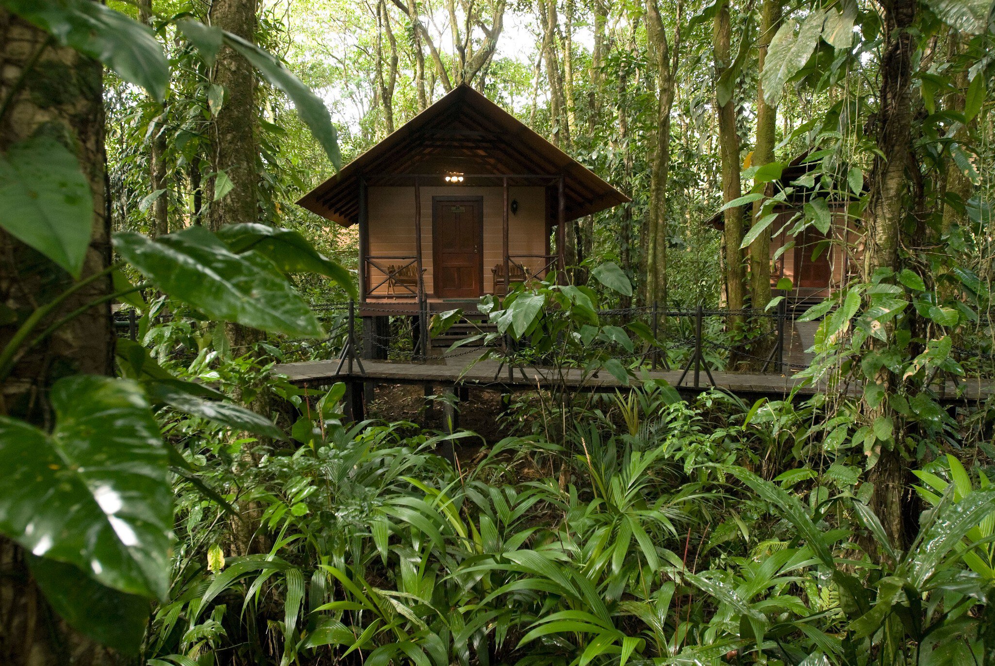 A wooden cabin surrounded by rainforest.