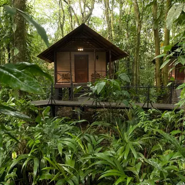 A wooden cabin surrounded by rainforest.