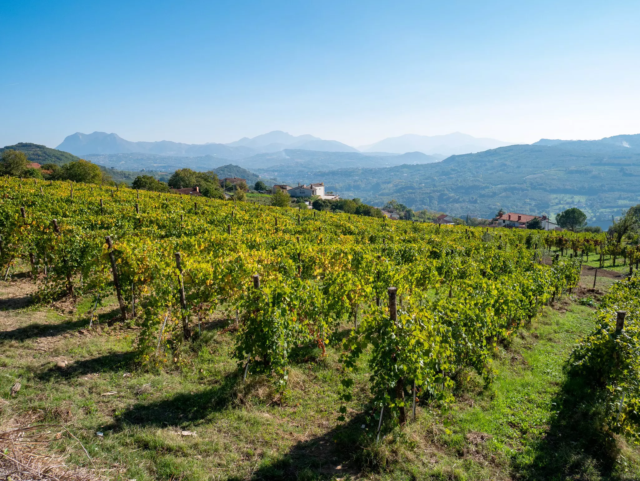 Rows of grapevines cover a hillside in Avellino, in Campania, Italy.