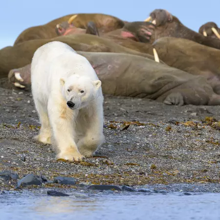 A polar bear and a group of walruses on a beach in Svalbard, Norway.