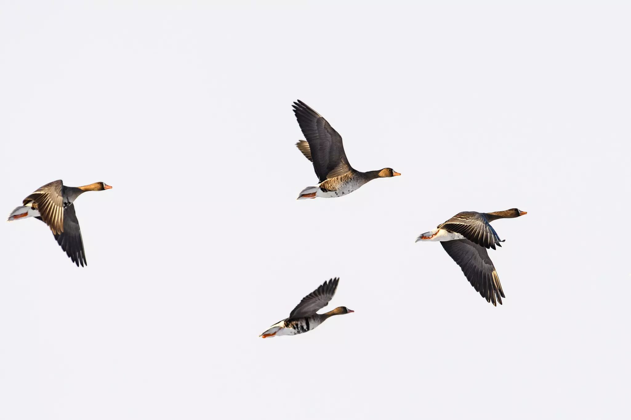 Greater white-fronted goose in flight. ©rock ptarmigan/Shutterstock