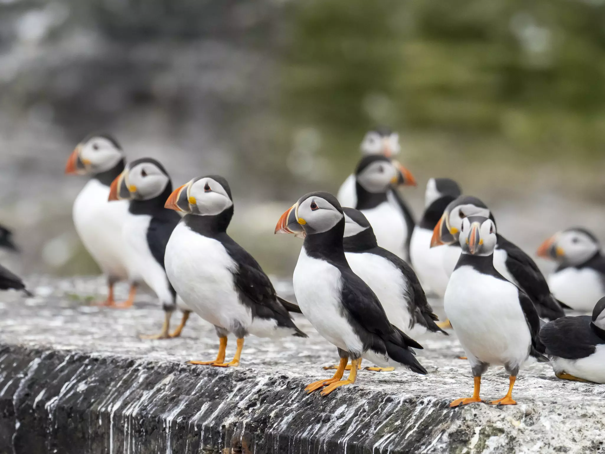 A group of black and white birds with bright orange feet and beaks stand on a wall.
