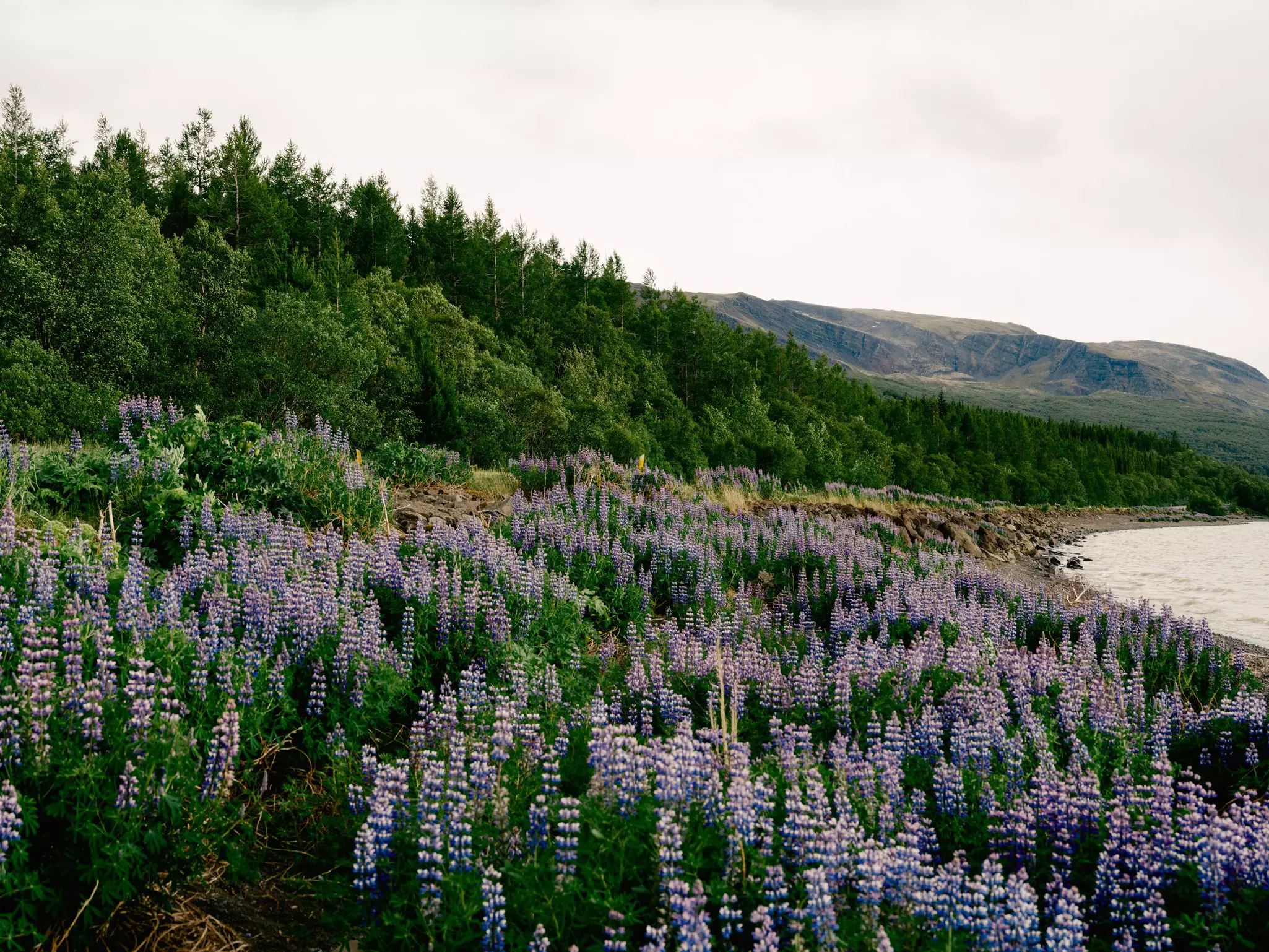 Hallormsstaður Forest