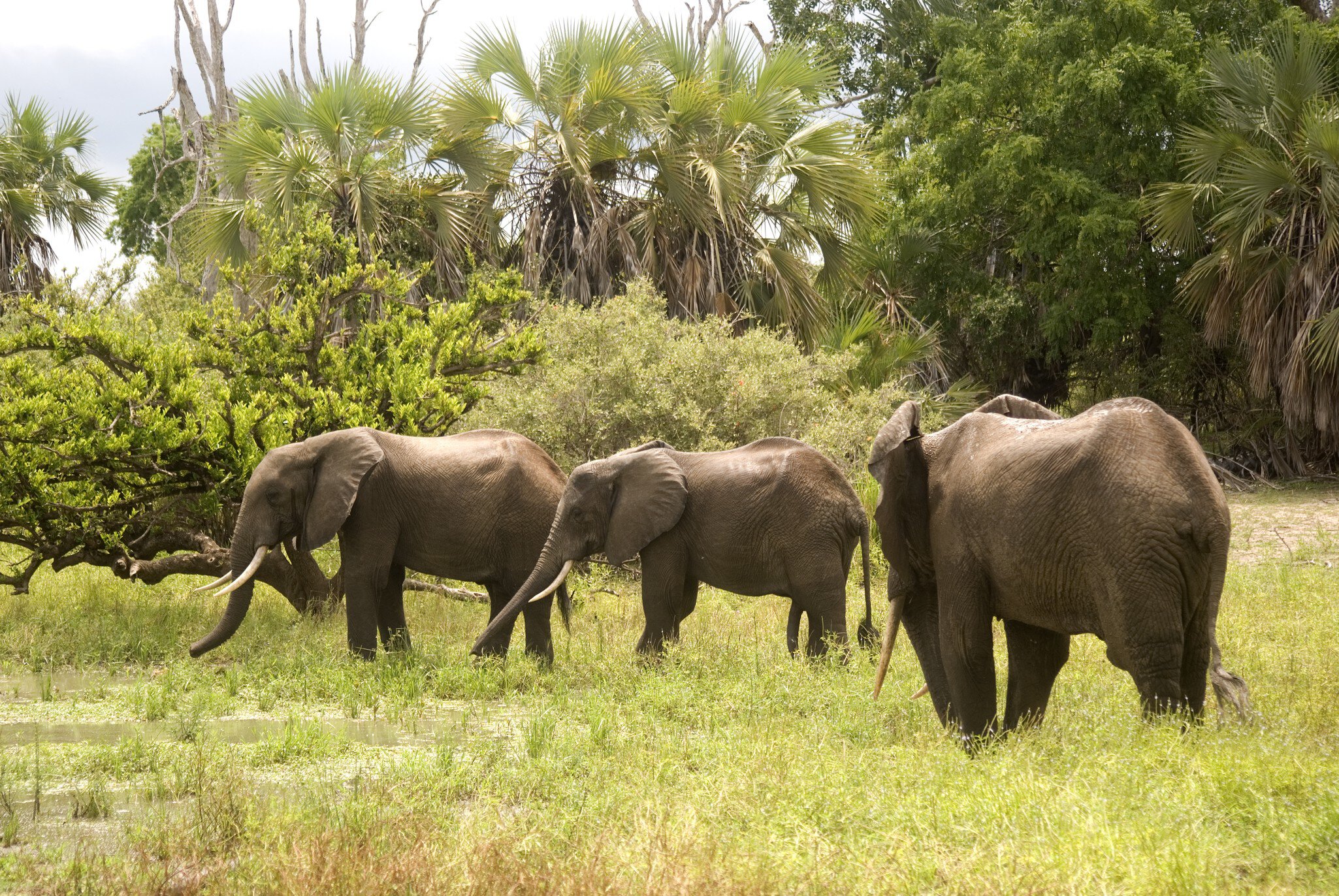 Young elephant bulls, Selous Game Reserve, Tanzania; Shutterstock ID 74737276;