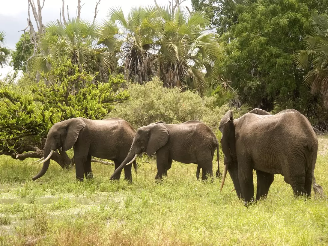 Young elephant bulls, Selous Game Reserve, Tanzania; Shutterstock ID 74737276;