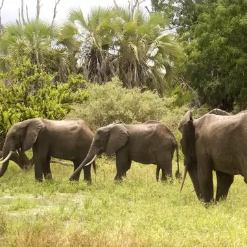 Young elephant bulls, Selous Game Reserve, Tanzania; Shutterstock ID 74737276;