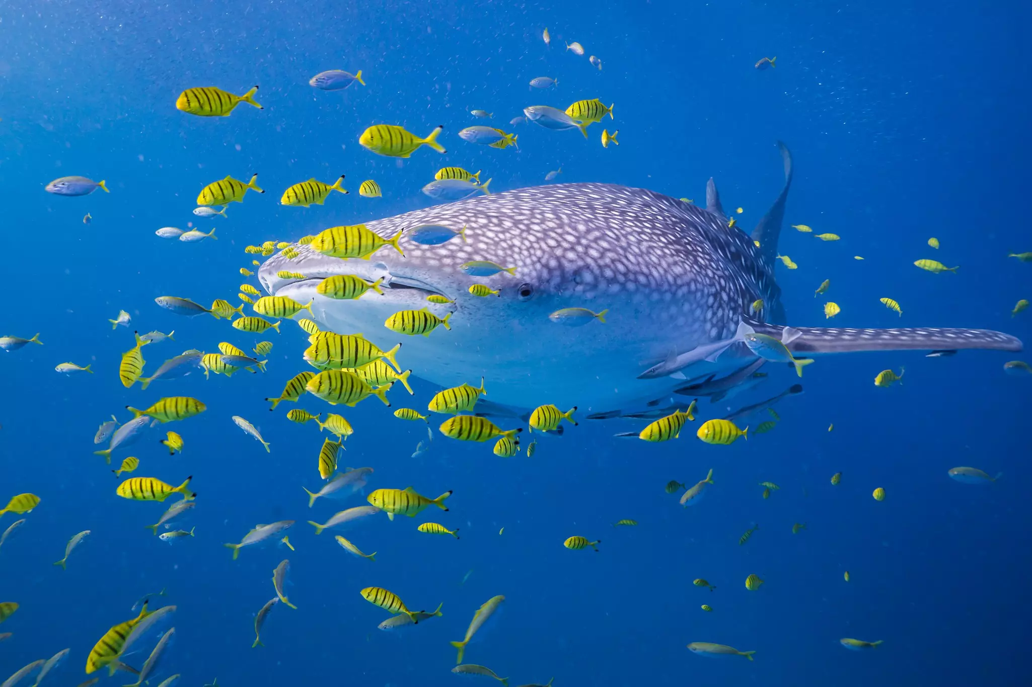Whale sharks visit the Tanzanian island of Mafia from October to March. Chris Rohner/Getty Images