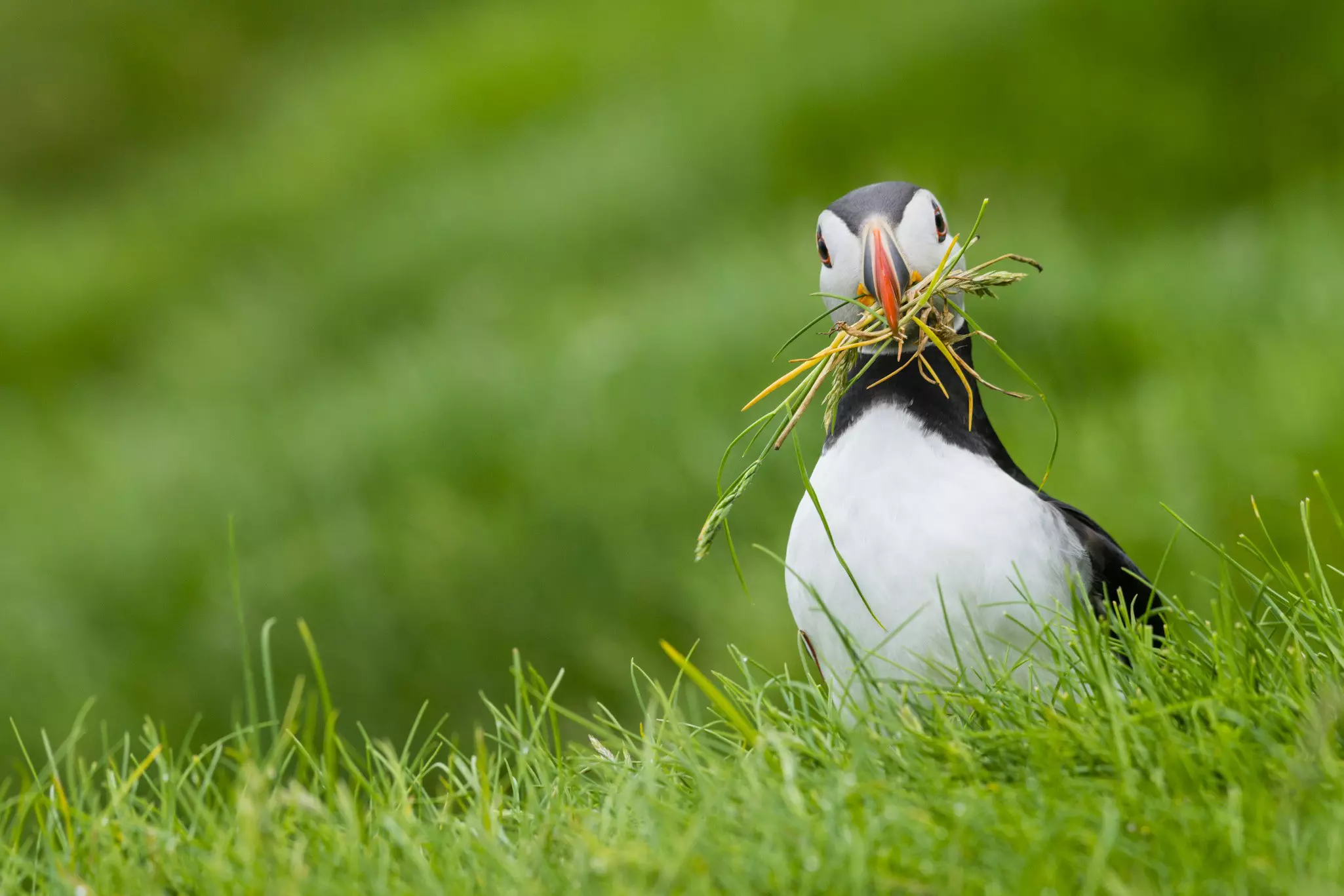 Puffins visit the Faroe Islands from mid-April to September © Justin Foulkes / Lonely Planet