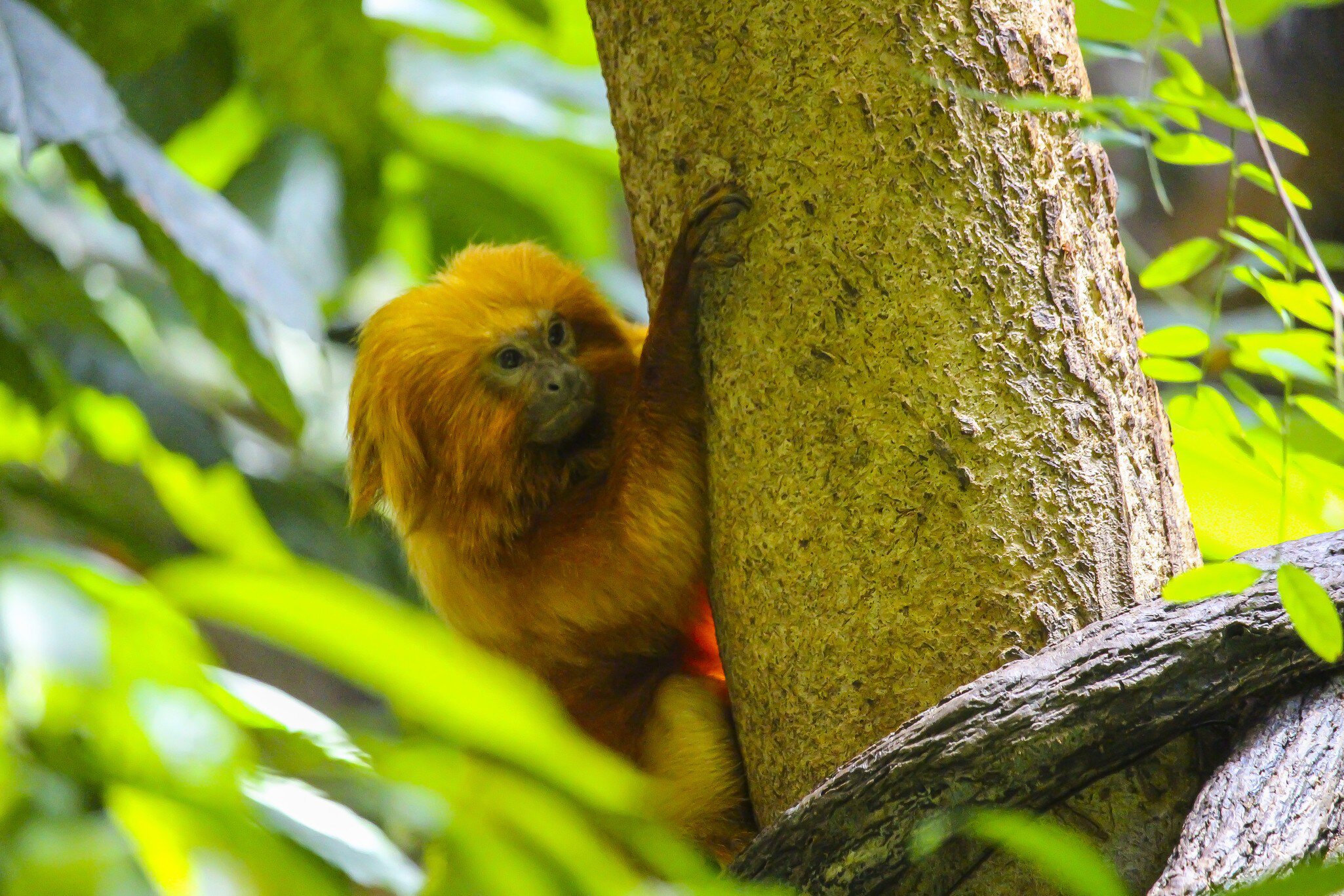 Golden monkey in the Montreal Biodome