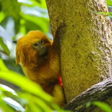 Golden monkey in the Montreal Biodome