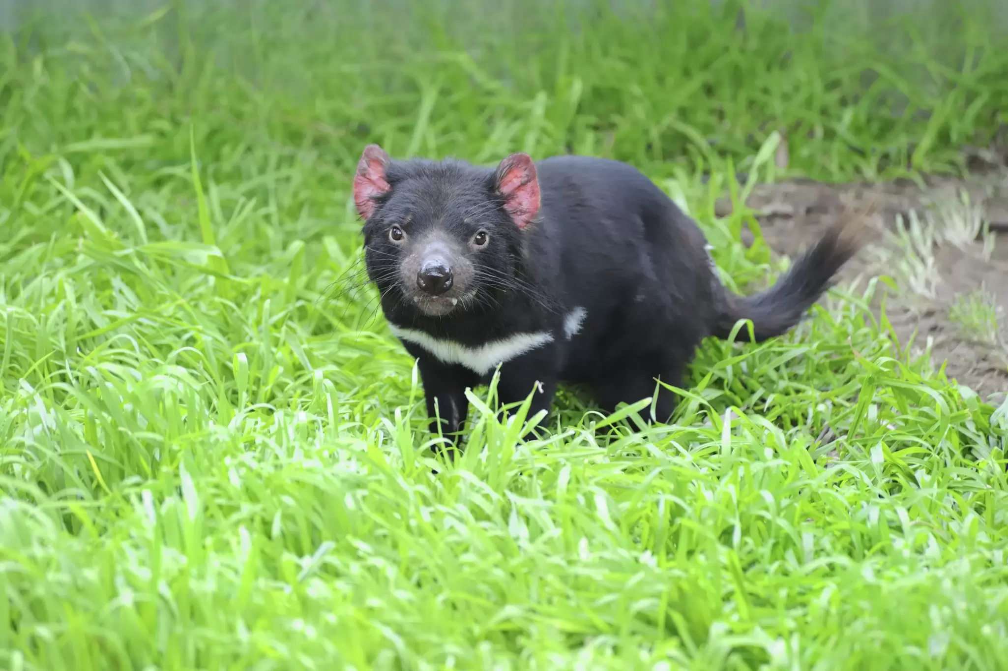 Tasmanian devil (Sarcophilus harrisii) marsupial.
Celebration Event Nature Animal Wildlife Horizontal Animal Fang Animals In The Wild Australian Culture Marsupial Violence Australia Tasmania One Animal Copy Space No People Photography Endangered Species Tasmanian Devil Holiday Symbols
