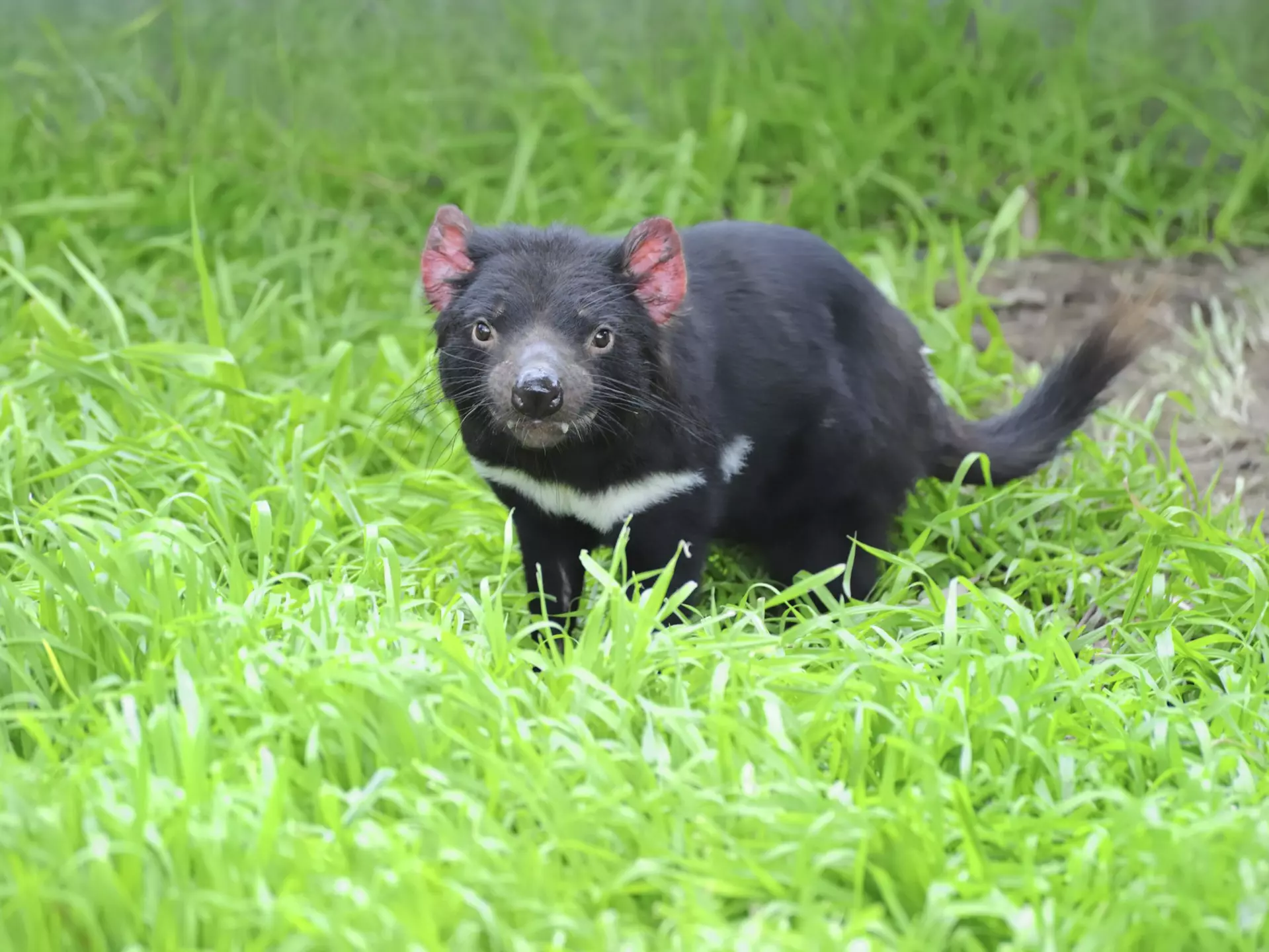 Tasmanian devil (Sarcophilus harrisii) marsupial.
Celebration Event Nature Animal Wildlife Horizontal Animal Fang Animals In The Wild Australian Culture Marsupial Violence Australia Tasmania One Animal Copy Space No People Photography Endangered Species Tasmanian Devil Holiday Symbols