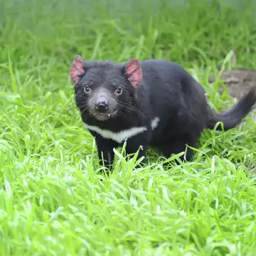 Tasmanian devil (Sarcophilus harrisii) marsupial.
Celebration Event Nature Animal Wildlife Horizontal Animal Fang Animals In The Wild Australian Culture Marsupial Violence Australia Tasmania One Animal Copy Space No People Photography Endangered Species Tasmanian Devil Holiday Symbols