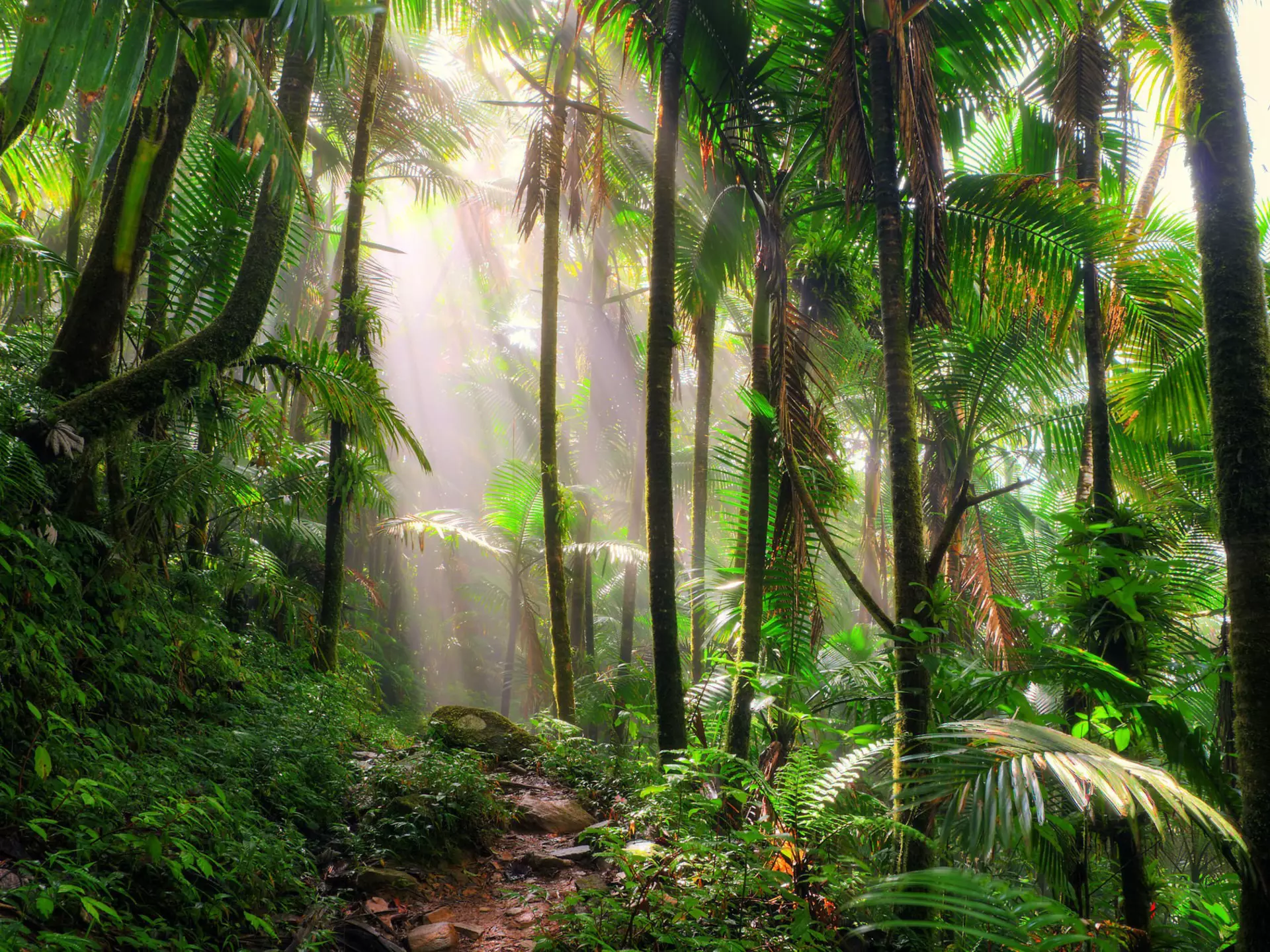 Sunlit jungle path through El Yunque National Forest in Puerto Rico.
535499464
Rainforest, Beautiful, Eco Tourism, Vibrant Color, Travel, Tourism, Wilderness Area, Non-Urban Scene, Extreme Terrain, Looking At View, Environmental Conservation, Pedestrian Walkway, Beauty In Nature, El Yunque Rainforest, Field Trip, Walking, Scenics, Backgrounds, Action, Journey, Adventure, Green Color, Tropical Climate, Environment, Travel Destinations, Vacations, Nature, Hiking, Activity, Tourist, USA, Puerto Rico, Caribbean, The Americas, Palm Tree, Tree, Summer, Mountain, Tropical Rainforest, Forest, Landscape, Footpath, Tropical Tree, Scenics - Nature, Background, Social Issues, 60013, Landscape - Scenery, Beautiful People, Beauty, Horizontal, Motion, Photography