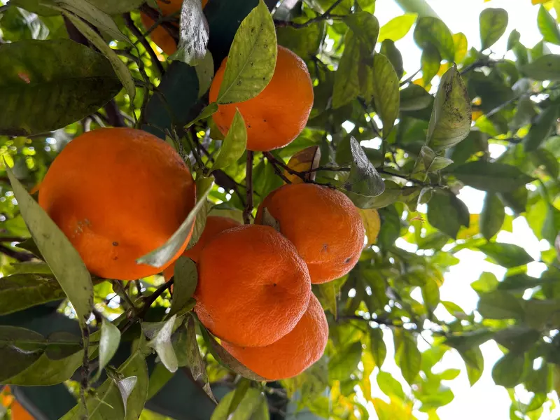 Oranges growing in the garden of the Villa Carlotta, Lake Como