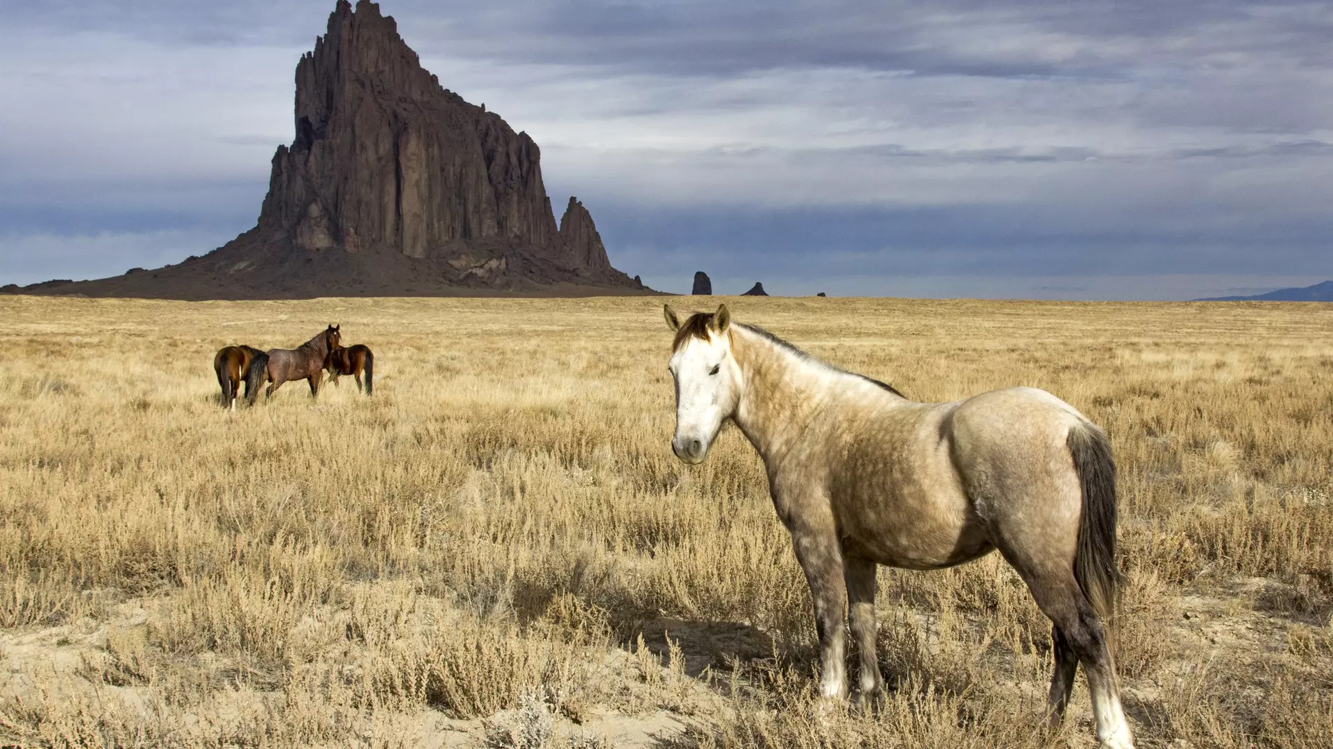 wild horses at Shiprock, New Mexico