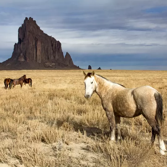 wild horses at Shiprock, New Mexico