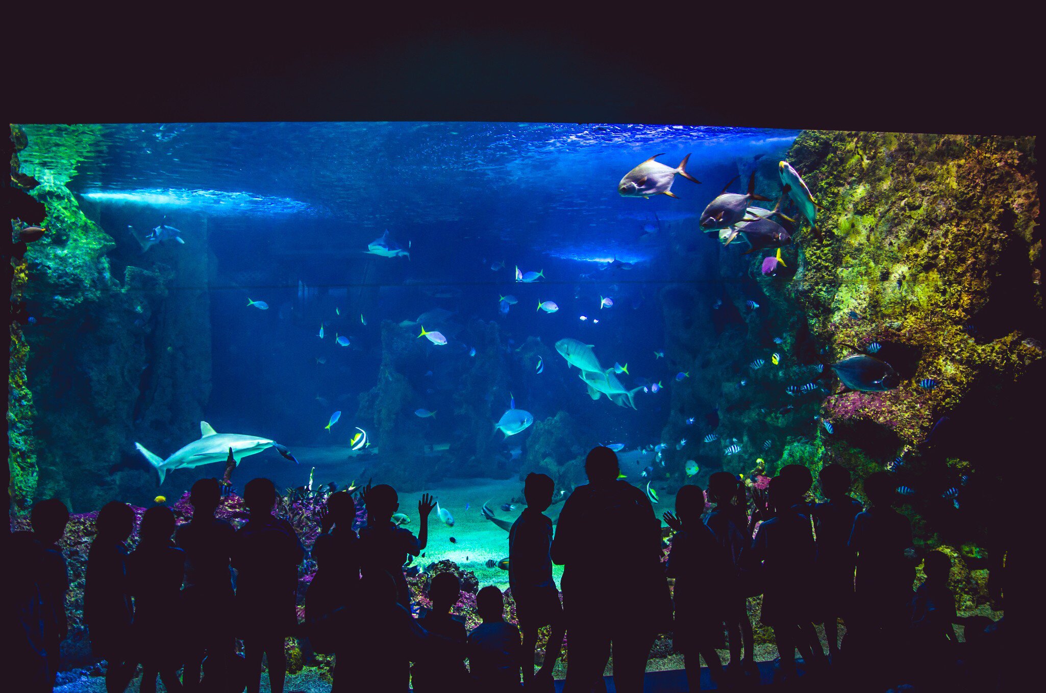 People watching fishes in SEA LIFE Sydney Aquarium. Sydney, Australia.
