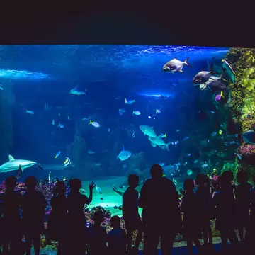 People watching fishes in SEA LIFE Sydney Aquarium. Sydney, Australia.