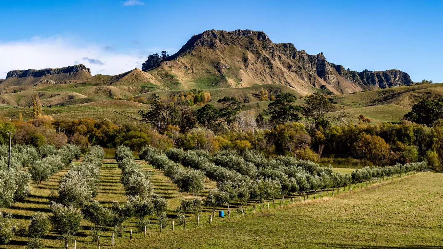 A highland cow stands in a croft, with a dry stone dyke behind it. Further back is more farmland, dotted with sheep, and a loch is in the background.
