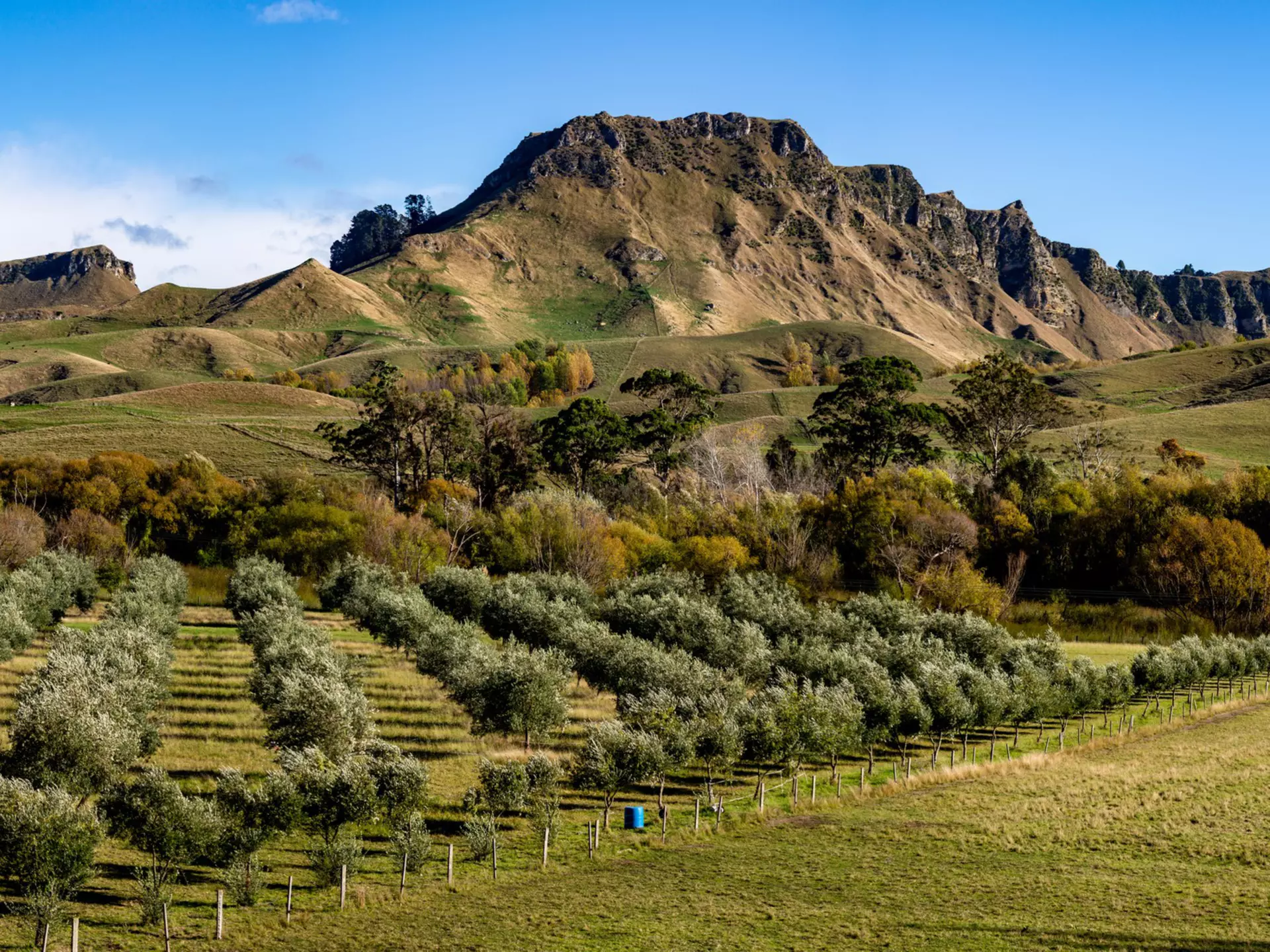 A highland cow stands in a croft, with a dry stone dyke behind it. Further back is more farmland, dotted with sheep, and a loch is in the background.