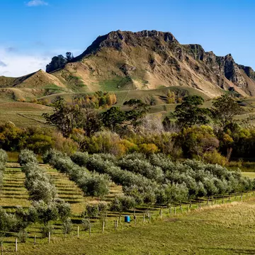 A highland cow stands in a croft, with a dry stone dyke behind it. Further back is more farmland, dotted with sheep, and a loch is in the background.
