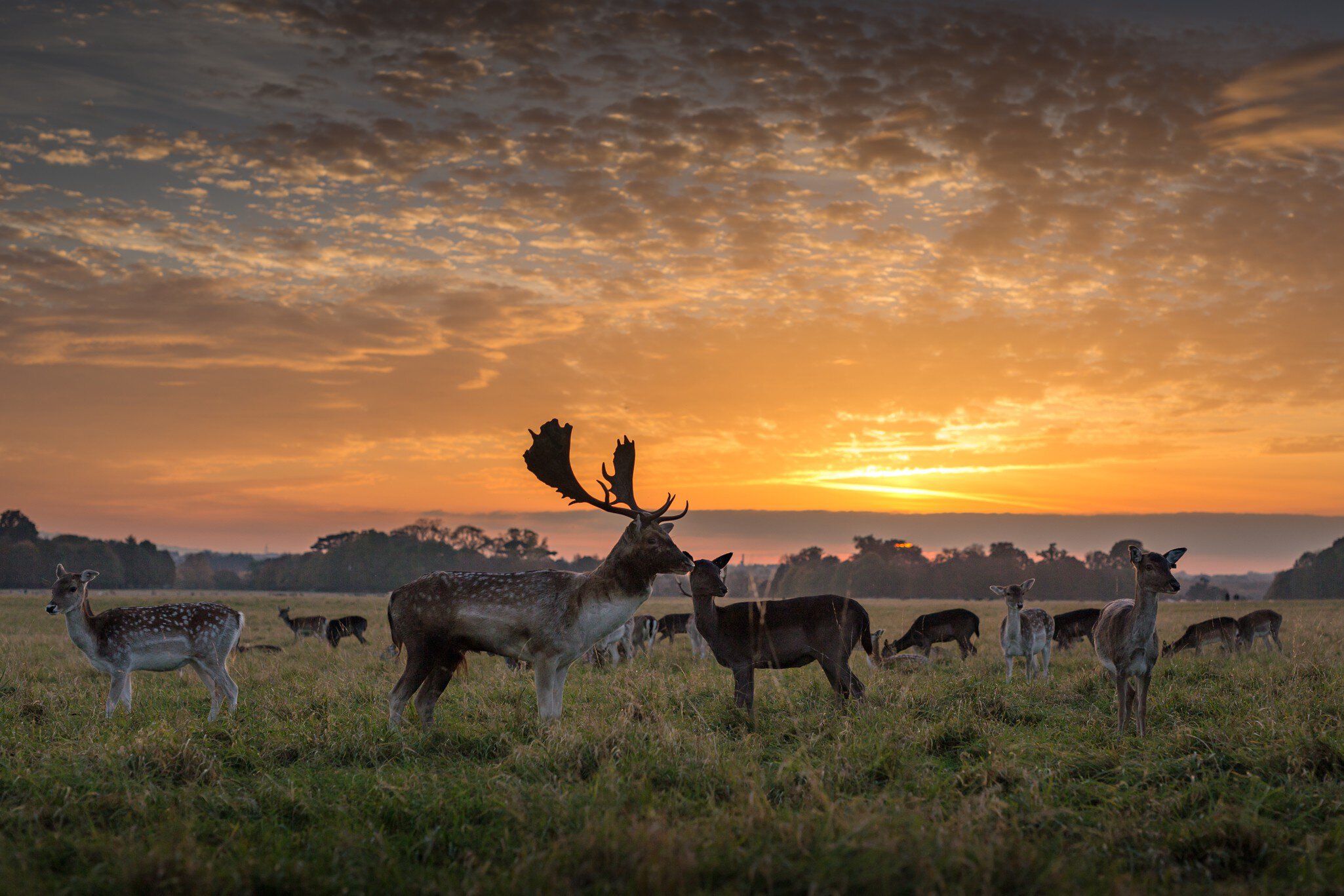 A stag and herd of deer at sunset in Phoenix Park, Dublin, Ireland