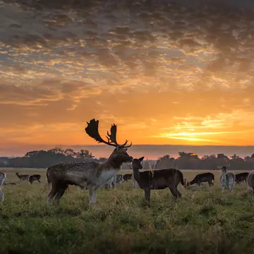 A stag and herd of deer at sunset in Phoenix Park, Dublin, Ireland