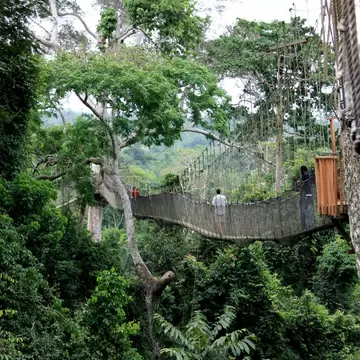 A netted rope bridge slung between tall trees high above unbroken rainforest, with several walkers strung out along it.