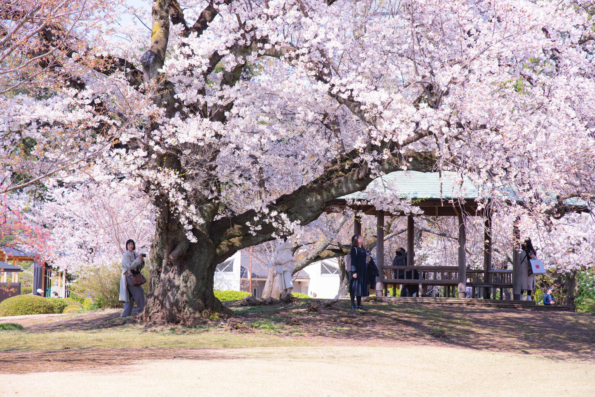 Shinjuku Gyoen Park, Tokyo, Japan in the spring cherry blossom season.; Shutterstock ID 245037472; Your name (First / Last): Josh Vogel; Project no. or GL code: 56530; Network activity no. or Cost Centre: Online-Design; Product or Project: 65050/7...