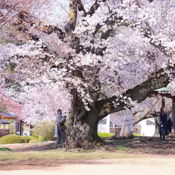 Shinjuku Gyoen Park, Tokyo, Japan in the spring cherry blossom season.; Shutterstock ID 245037472; Your name (First / Last): Josh Vogel; Project no. or GL code: 56530; Network activity no. or Cost Centre: Online-Design; Product or Project: 65050/7...