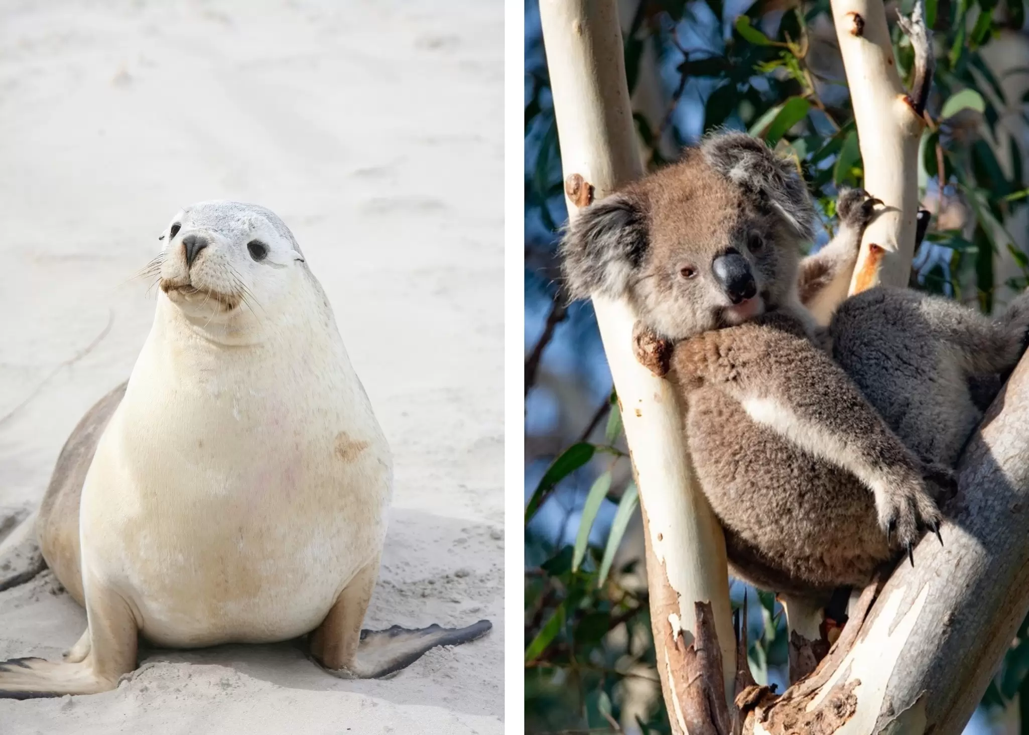 Handout images from South Australia Tourism Commission
For sponsored article: Guide to Kangaroo Island
Credit: South Australia Tourism Commission